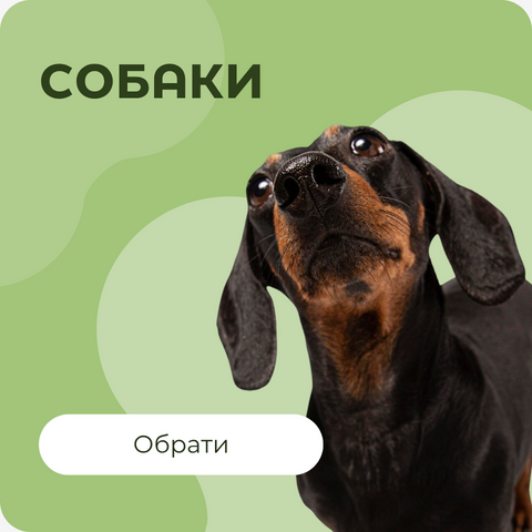 Собаки