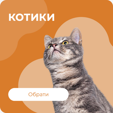 Котики